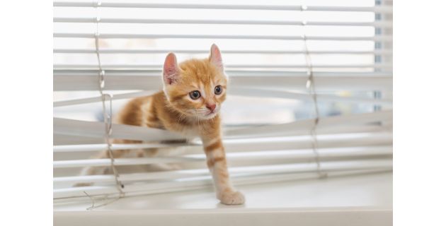Pet Safe Blinds